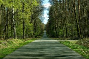 Strada con alberi - Patagonia