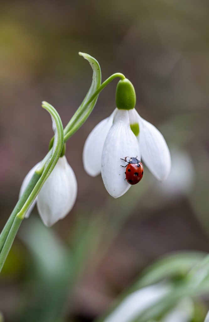 Articolo 2 - fiore